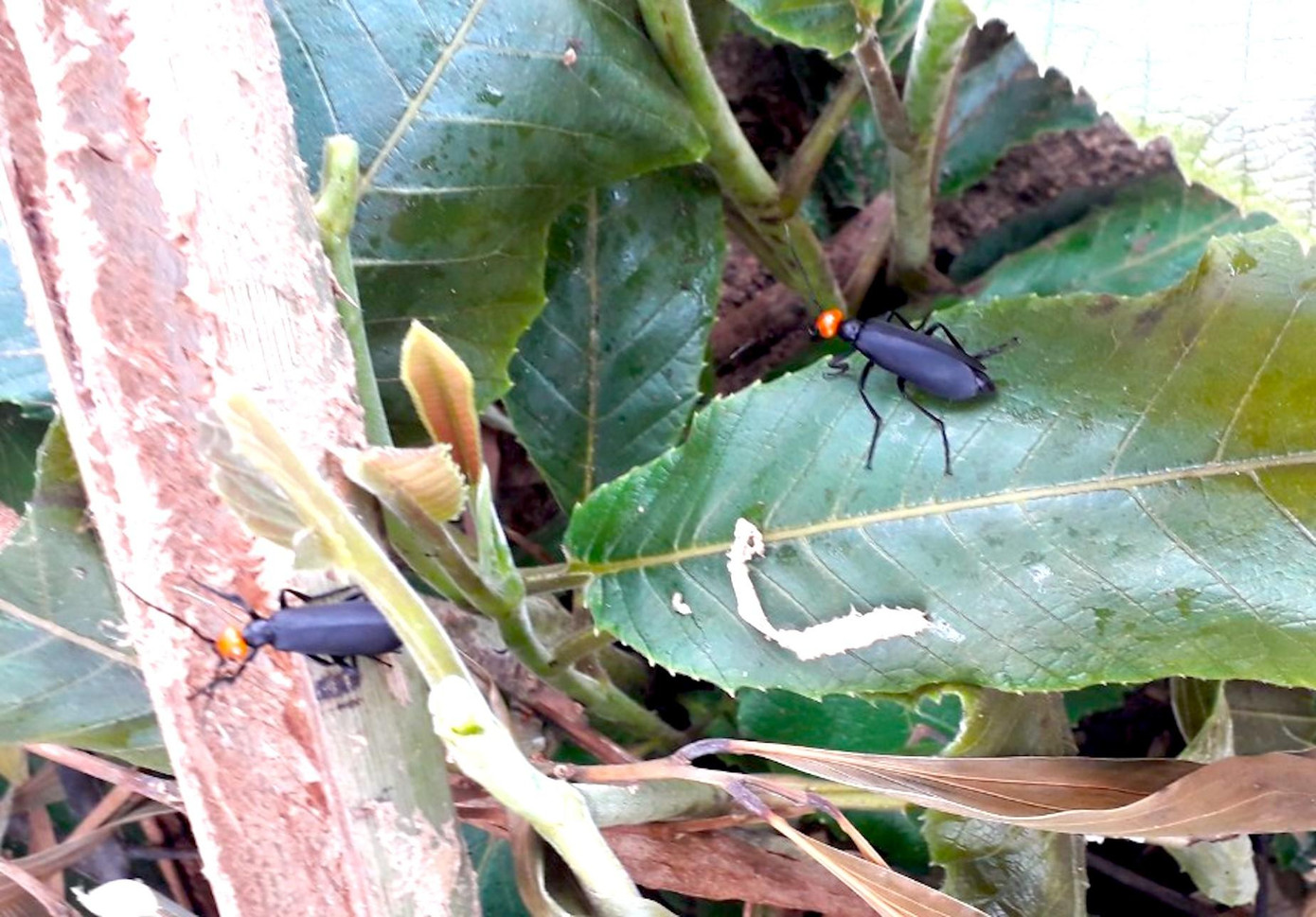 Cơ quan chức năng ban đầu xác định, loại côn trùng trong ảnh là thực phẩm mà 3 người dân ăn phải Cơ quan chức năng ban đầu xác định, loại côn trùng trong ảnh là thực phẩm mà 3 người dân ăn phải