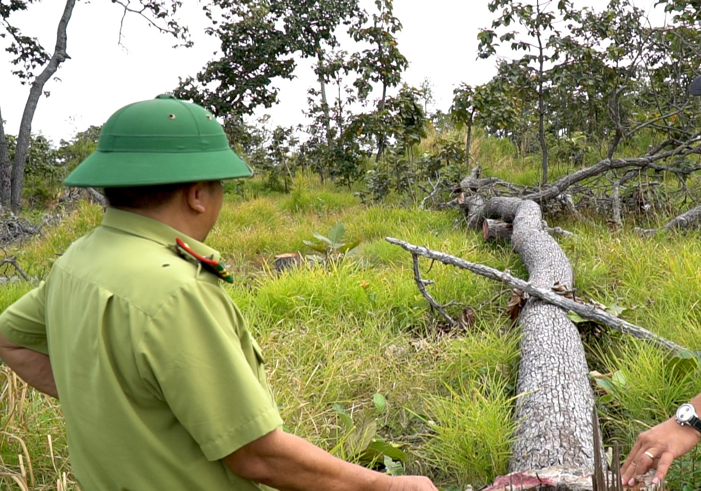 Nhiều thân gỗ khá lớn bị đốn hạ