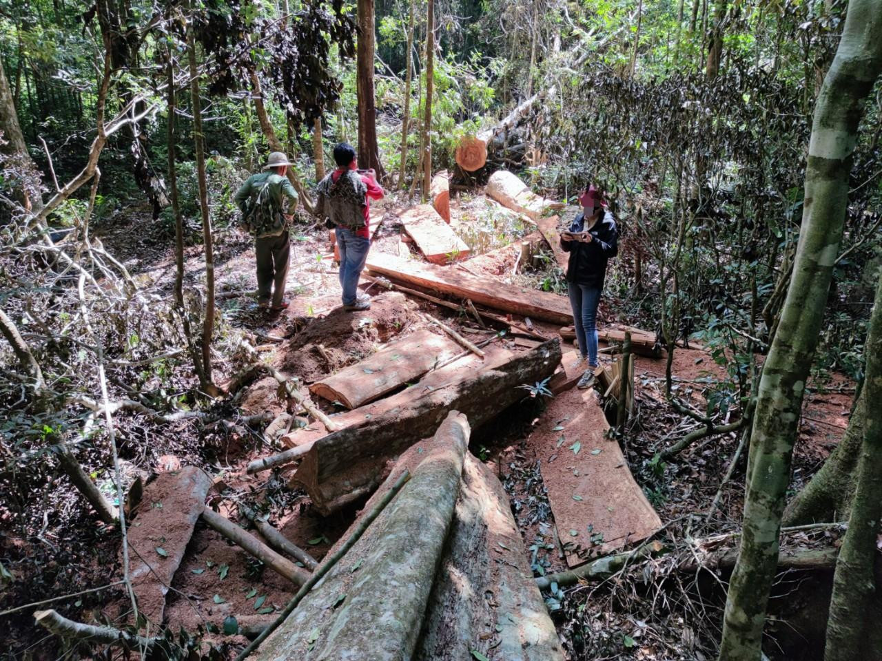 Cây cổ thụ bị cưa xẻ, lấy đi phần thân