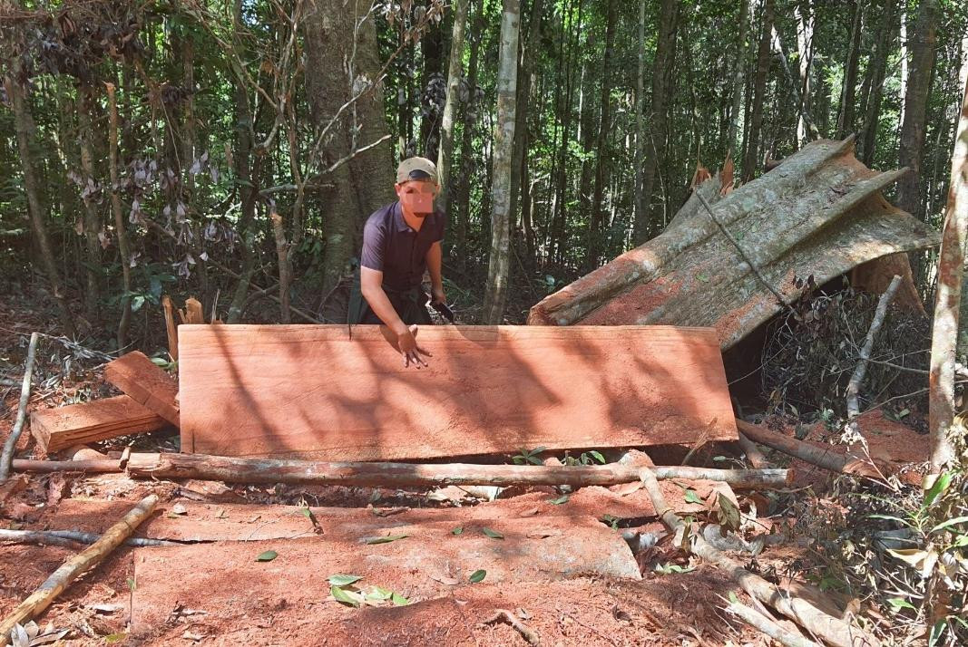 Hàng loạt thân gỗ cổ thụ chừng hai người ôm bị đốn hạ