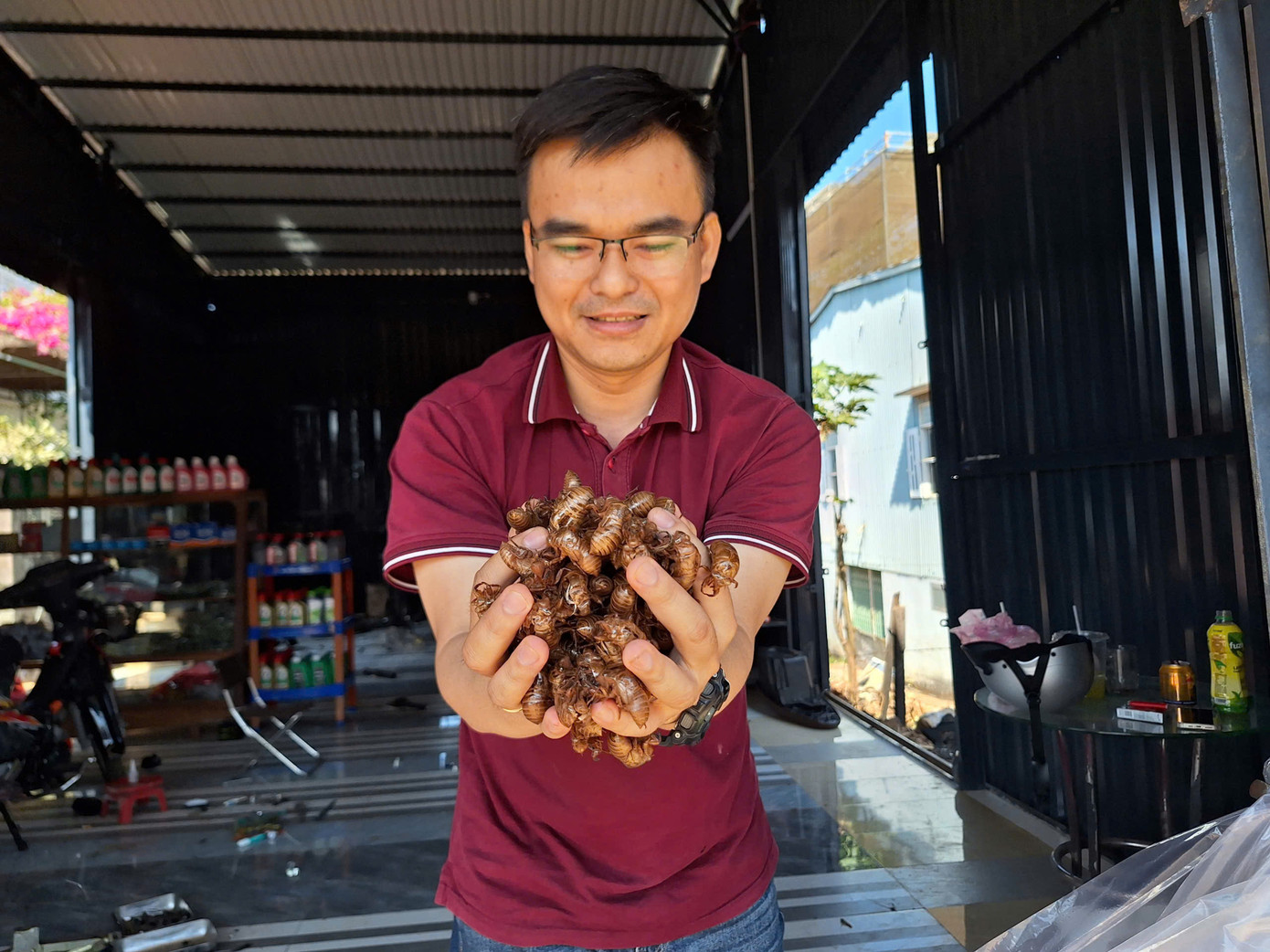 Xác ve sầu to sẽ có giá cao hơn loại nhỏ, dễ nát.