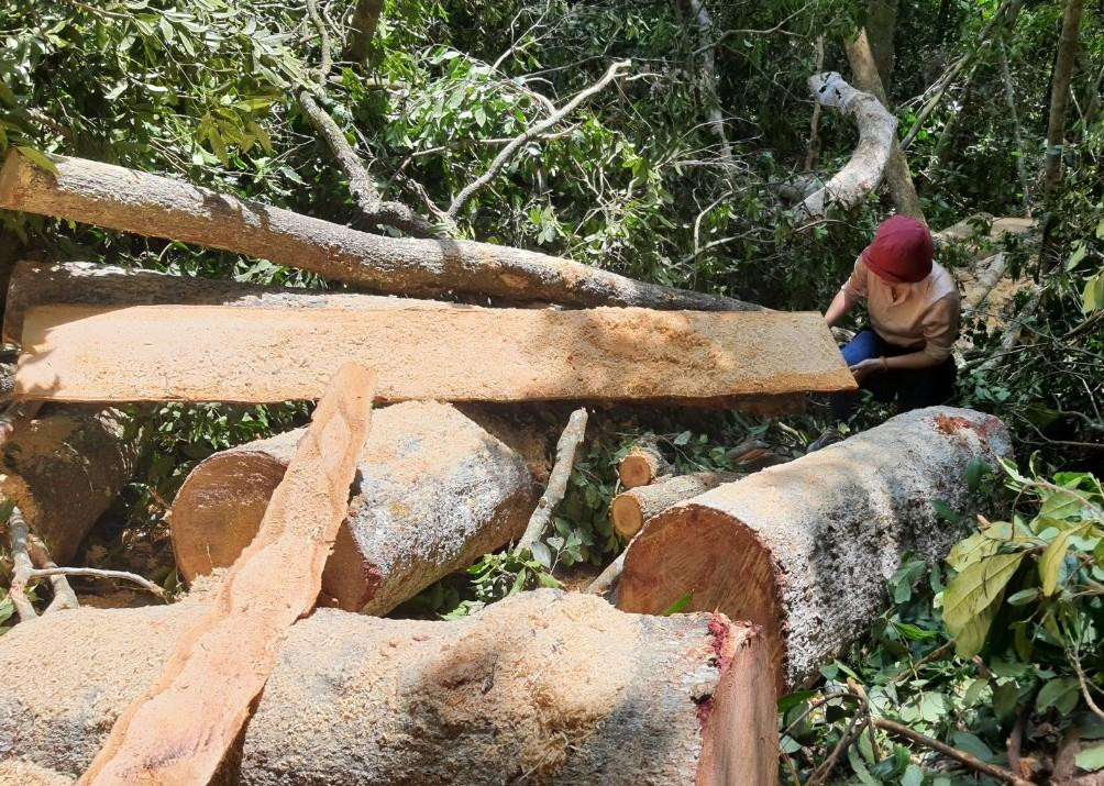 Hàng loạt thân gỗ cổ thụ chừng hai người ôm bị đốn hạ