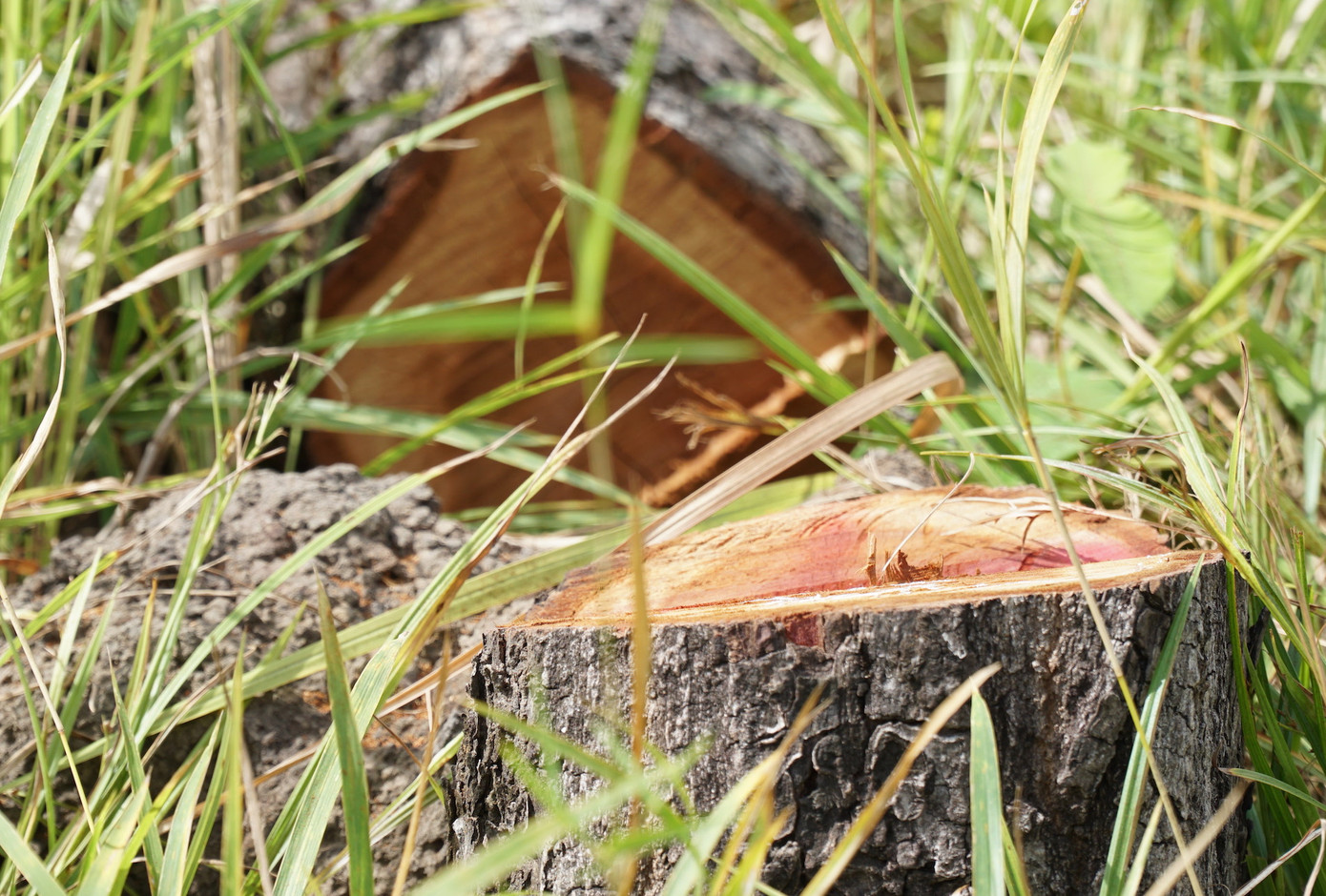 Rừng bị phá thuộc vùng tưới Thuỷ lợi Ia Mơr chỉ còn là rừng nghèo, bởi vậy cơ quan chức năng bước đầu nhận định do người dân phá để lấy đất sản xuất.