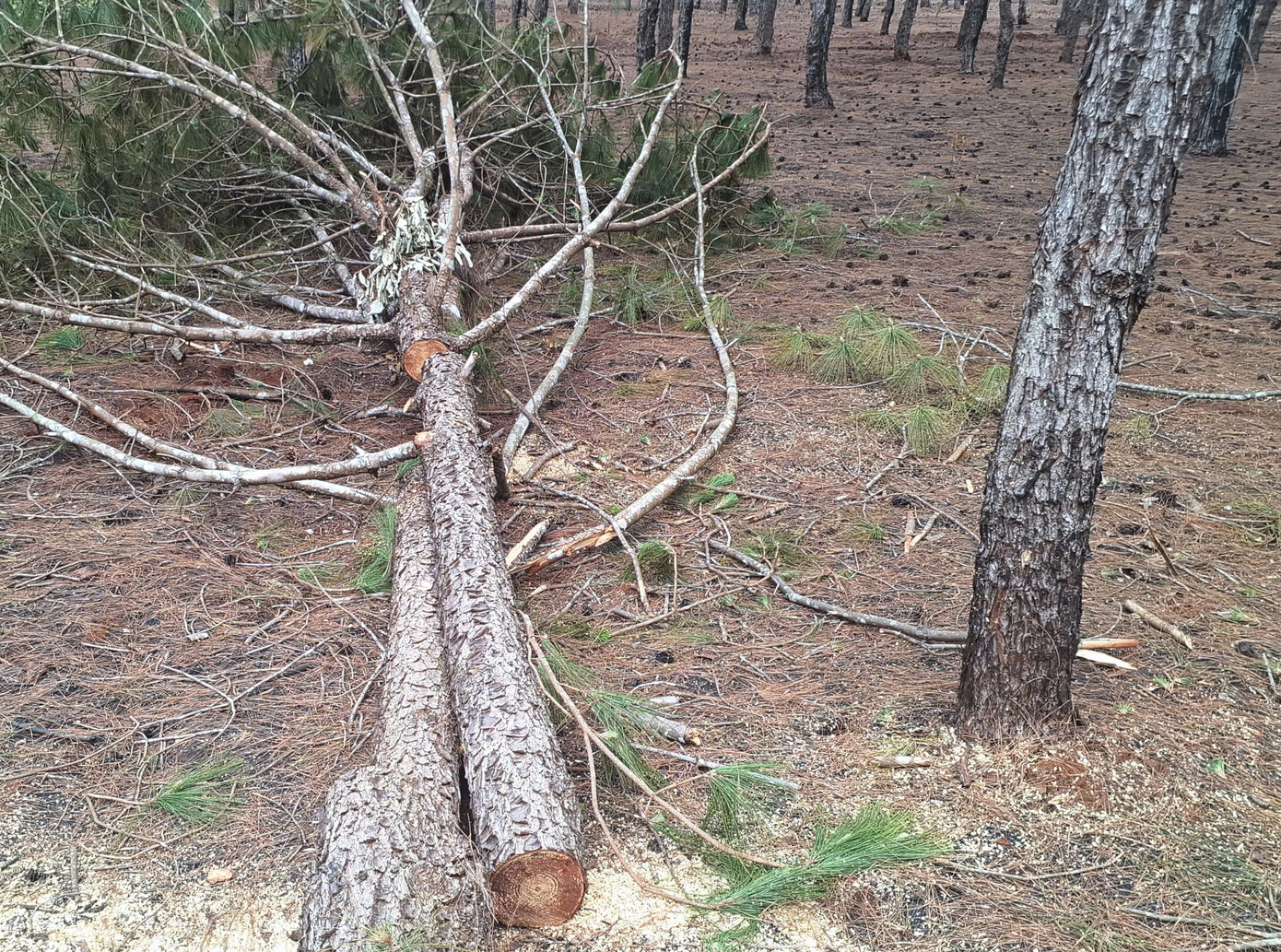 Một cây thông lá còn xanh vừa bị cưa thành nhiều khúc Một cây thông lá còn xanh vừa bị cưa thành nhiều khúc