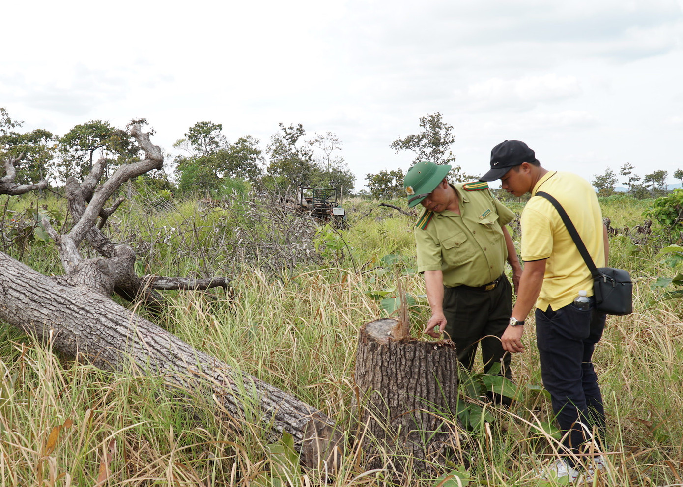 Nhiều thân gỗ lớn bị cưa hạ