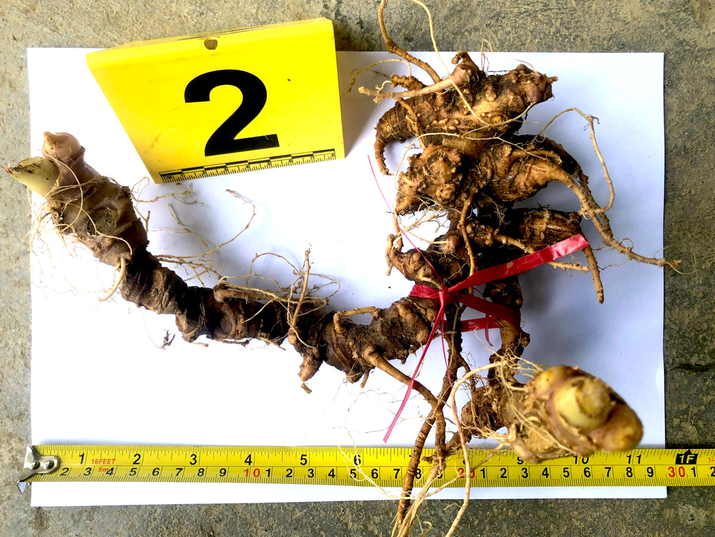 Củ sâm Ngọc Linh "khủng" do Phạm Văn Điệp lấy trộm Củ sâm Ngọc Linh "khủng" do Phạm Văn Điệp lấy trộm