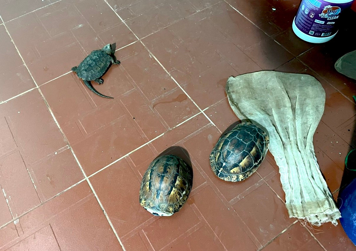 Những cá thể rùa nguy cấp, quý hiếm tại nhà Tám