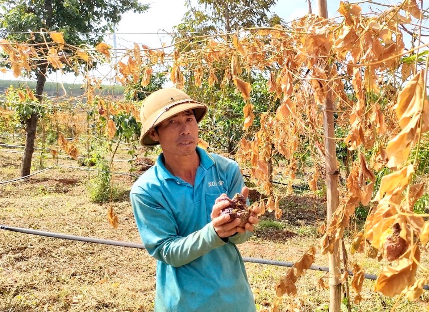 Vườn chanh dây của ông Hảo đang cho quả thì bị phá hoại Vườn chanh dây của ông Hảo đang cho quả thì bị phá hoại