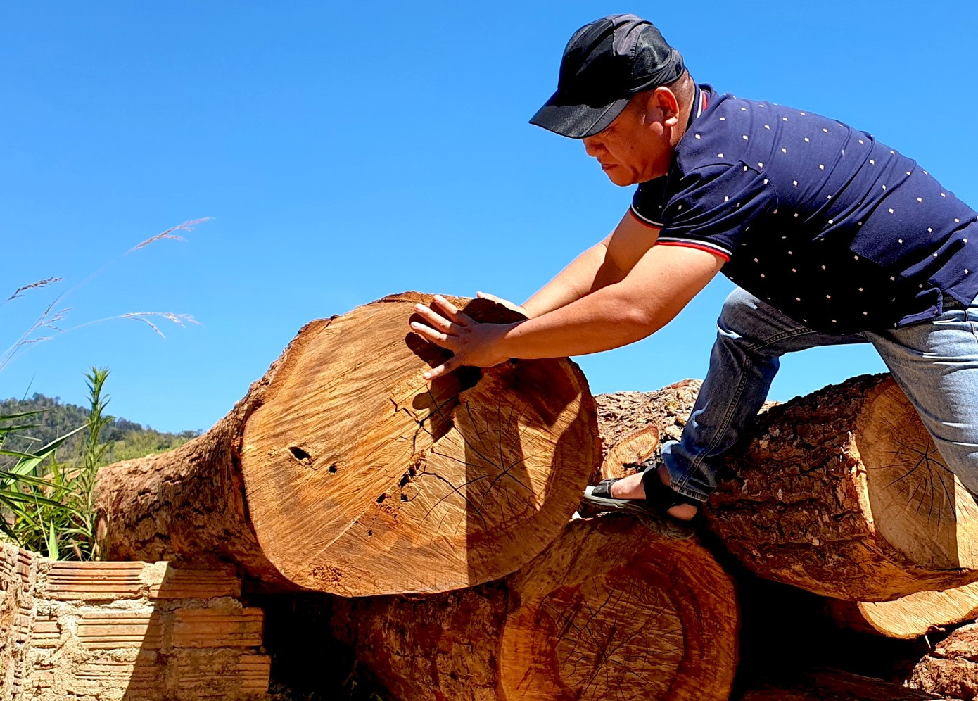 Những lóng gỗ tròn đường kính lớn tại điểm tập kết. Những lóng gỗ tròn đường kính lớn tại điểm tập kết.