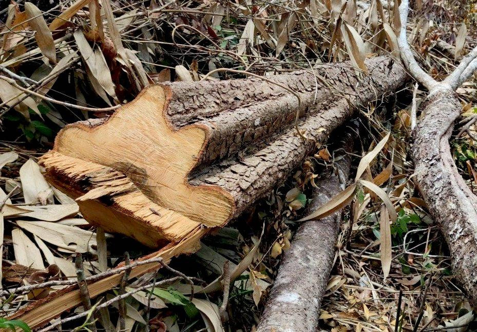 Qua tin báo của người dân, nhóm phóng viên tiếp cận hiện trường ghi nhận có 2 điểm rừng bị phá, khai thác trái phép thuộc BQLRPH Bắc Ia Grai và UBND xã Ia Bă quản lý Qua tin báo của người dân, nhóm phóng viên tiếp cận hiện trường ghi nhận có 2 điểm rừng bị phá, khai thác trái phép thuộc BQLRPH Bắc Ia Grai và UBND xã Ia Bă quản lý