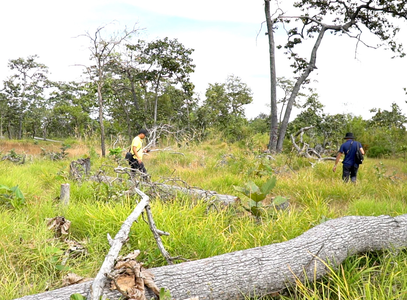 Nhiều thân gỗ khá lớn bị đốn hạ