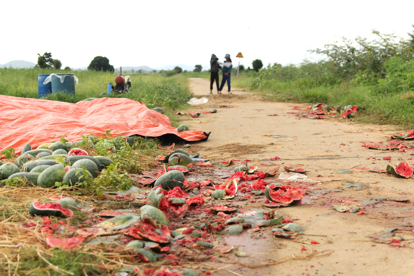 Dưa hỏng bị vứt khắp ruộng.