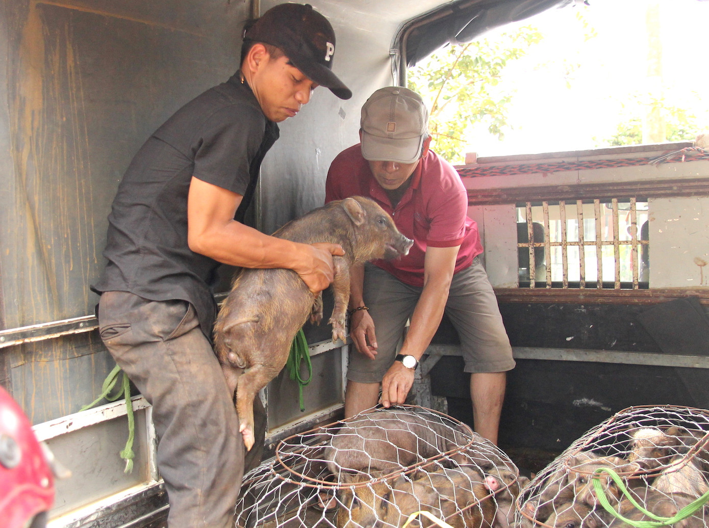 Thực tế giá heo giống đều trên 1 triệu đồng mỗi con, tuy nhiên, biết hỗ trợ các học sinh nghèo nên phía trang trại đã bớt giá