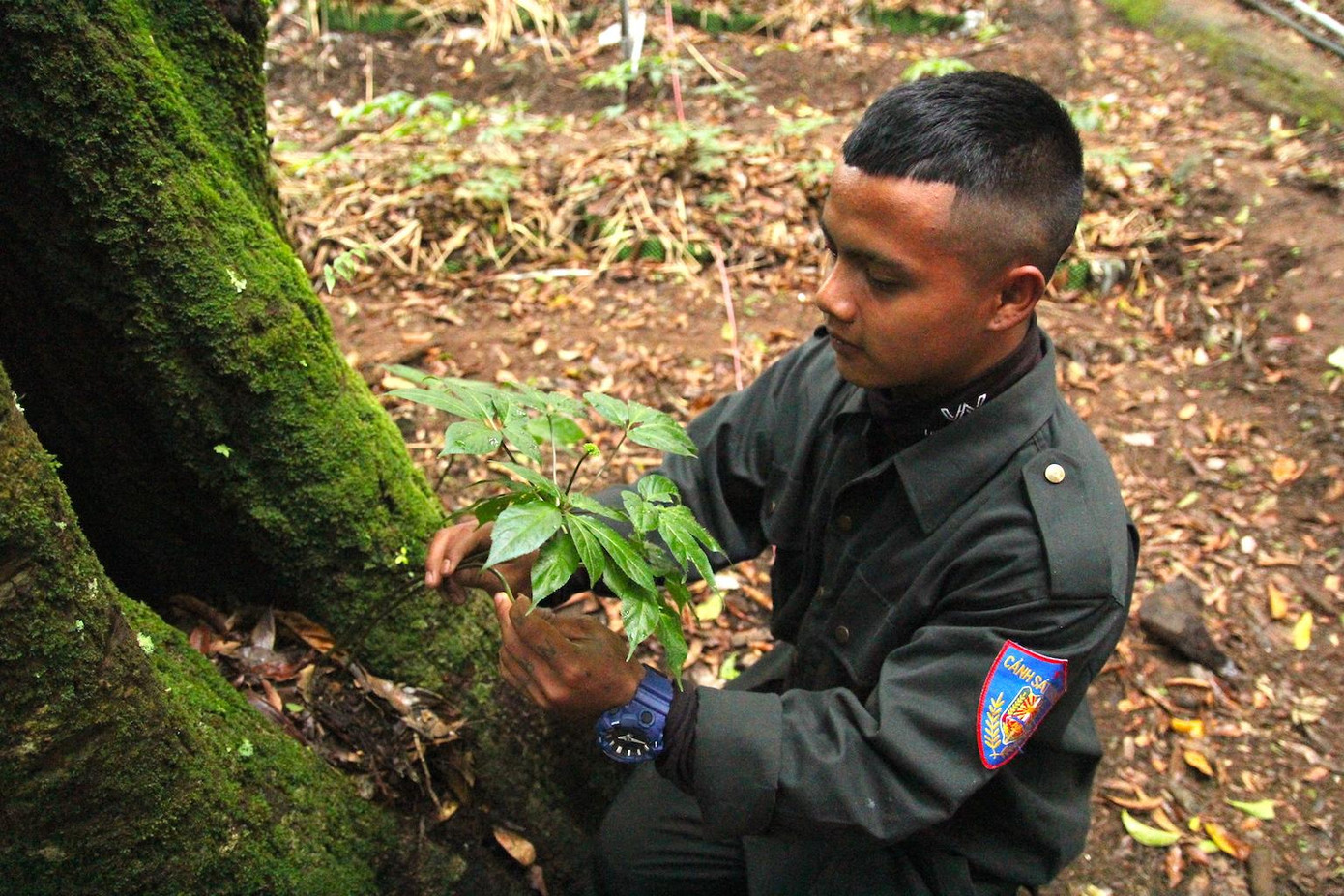 Một cây sâm Ngọc Linh mọc ra từ hốc cây cổ thụ được thanh niên 20 tuổi người Xê Đăng chăm sóc.