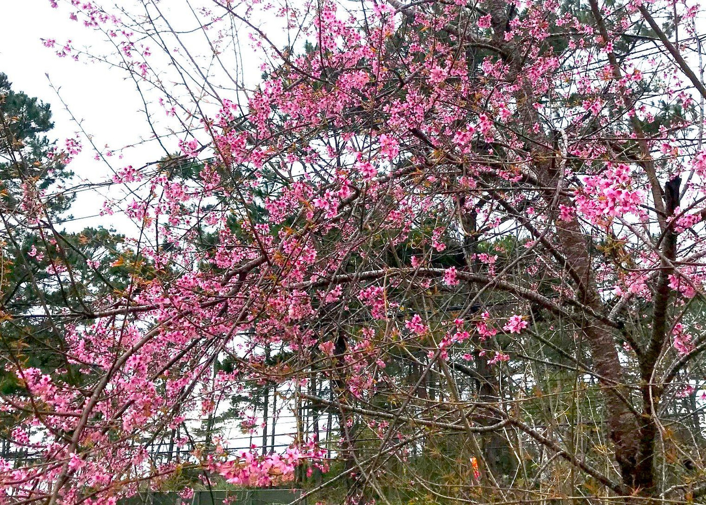 Mùa này, lá của mai anh đào đã rụng hết để lộ các nhành hoa khoe sắc