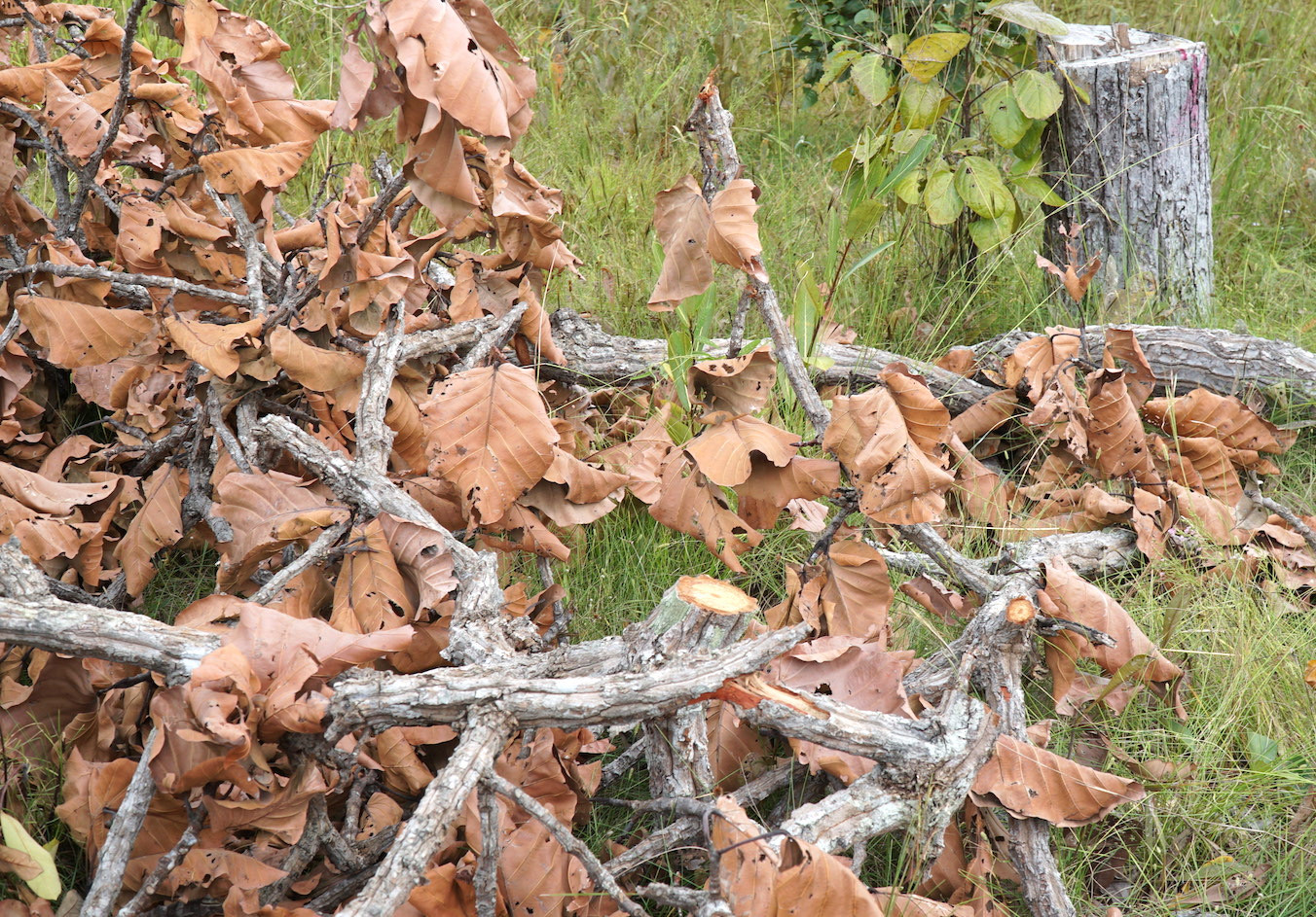 Nhiều cây gỗ vừa bị cưa hạ