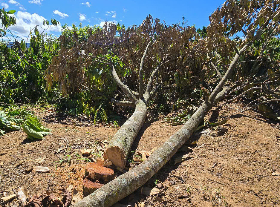 Kẻ gian cưa hạ những cây sầu riêng, cà phê đang cho thu hoạch