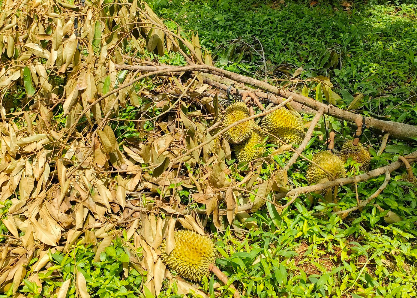 Cành sầu riêng trĩu quả của gia đình ông Nghĩa bị thiệt hại