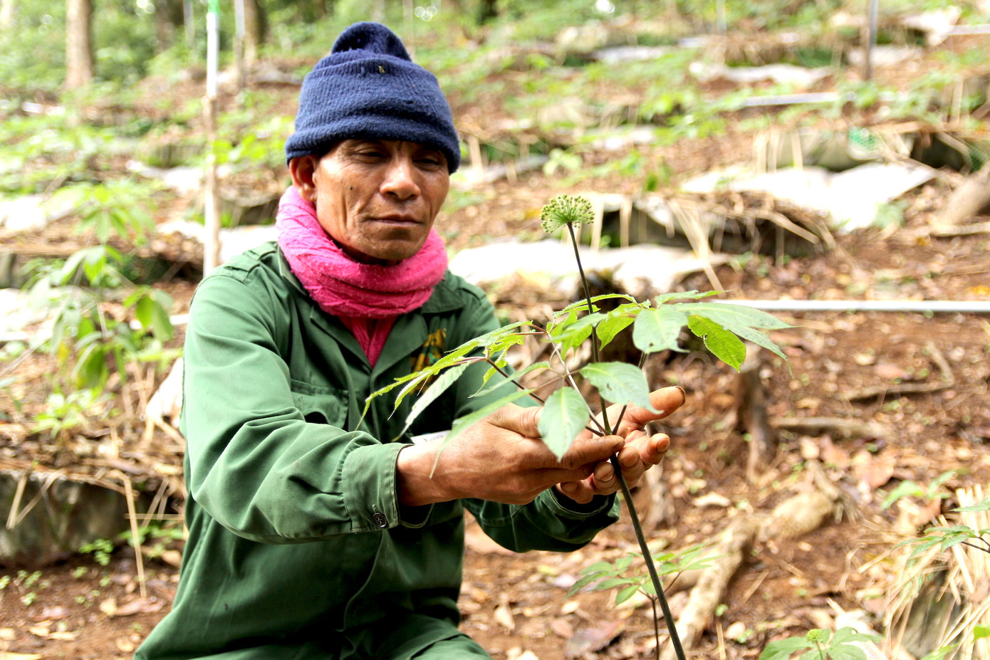 Cây sâm Ngọc Linh