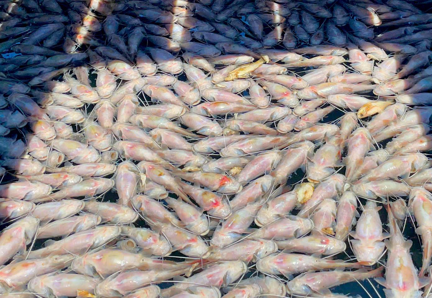 Cá lăng chết ngửa bụng ở hồ thủy lợi Ia Mơr Cá lăng chết ngửa bụng ở hồ thủy lợi Ia Mơr