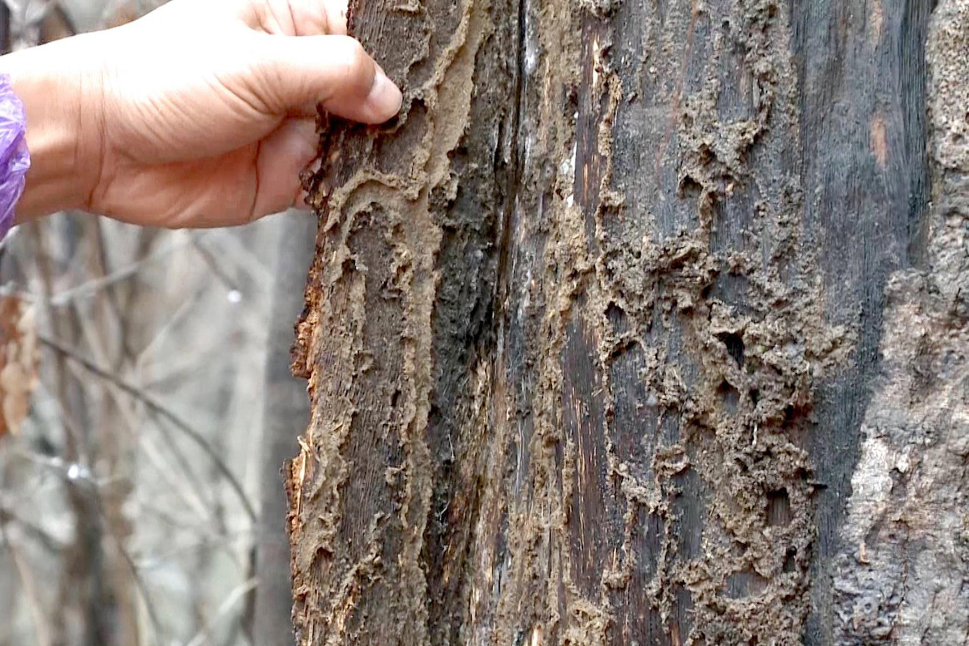 Rừng cây rậm rạp nguyên sơ giờ đã chết, khung cảnh khiến ai cũng phải xót xa