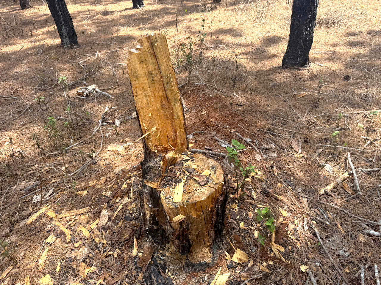 Gốc cũ, mới nằm rải rác khắp rừng thông Gốc cũ, mới nằm rải rác khắp rừng thông