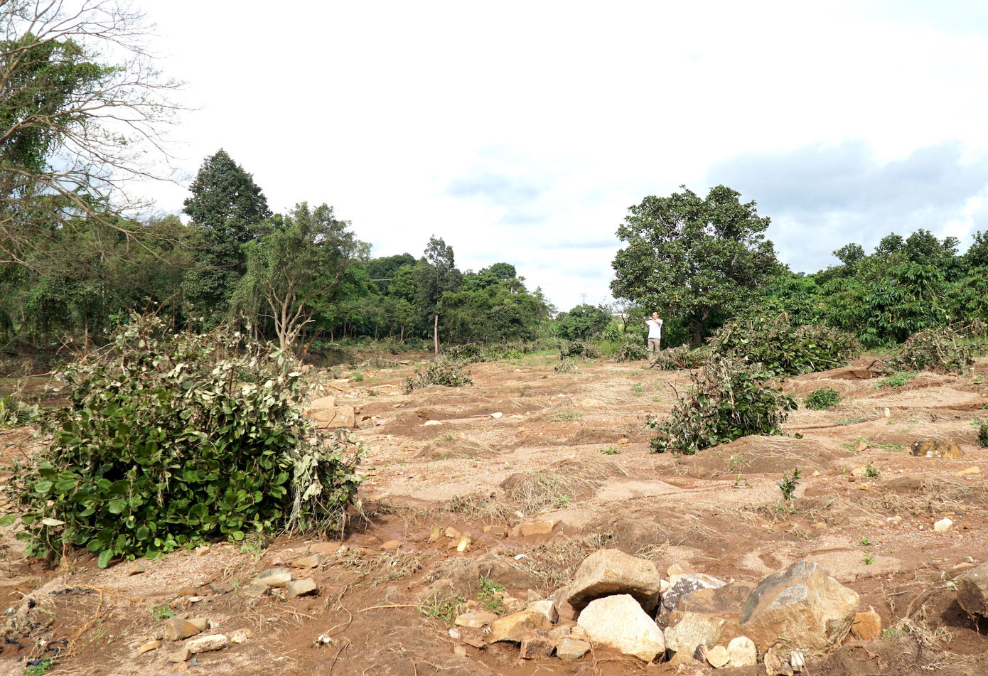 Cây trồng lâu năm của người dân bị dòng nước lớn cuốn, đổ ngã