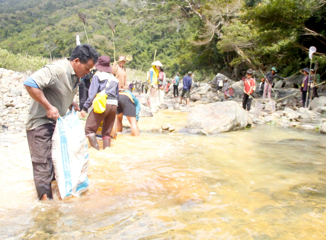 Người Giẻ Triêng giã nát một loại cây rừng, đổ xuống dòng suối để "gây mê" cá.