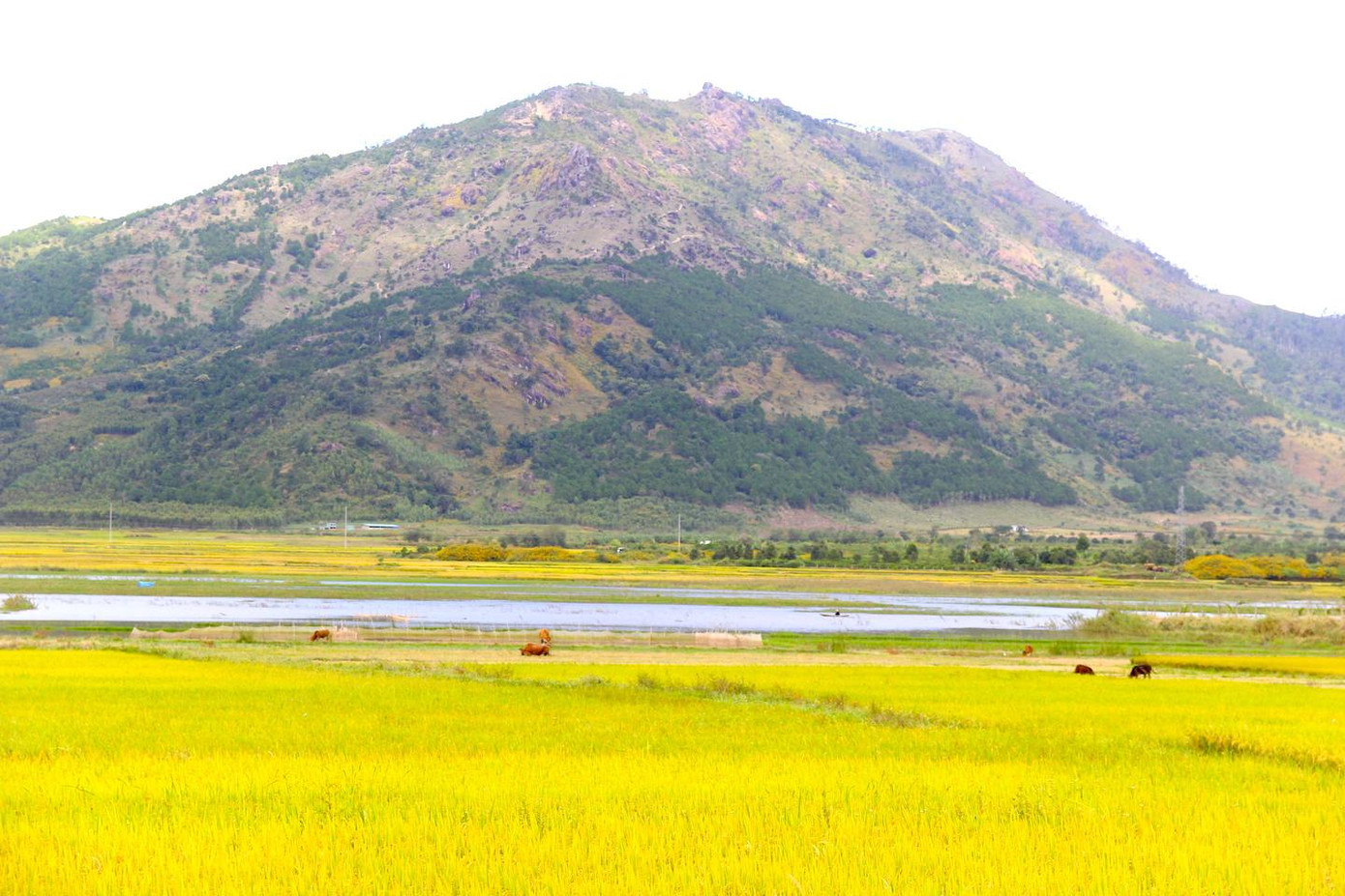 Gần núi lửa Chư Đang Ya là đỉnh núi Chư Nâm hùng vỹ khiến ai cũng phải trầm trồ.