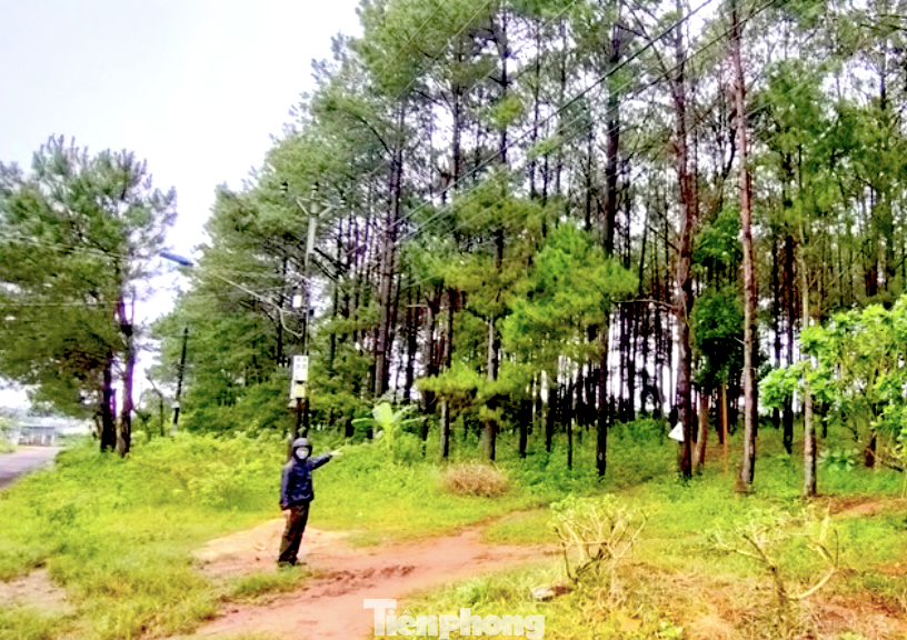 Khu vực rừng thông ở sát đường Lê Văn Sỹ Khu vực rừng thông ở sát đường Lê Văn Sỹ