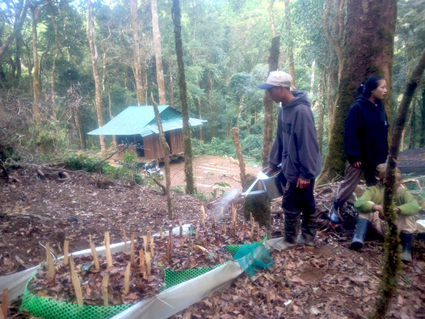 Người dân khi phải vượt dốc núi thẳng đứng gánh nước tới vườn sâm Ngọc Linh Người dân khi phải vượt dốc núi thẳng đứng gánh nước tới vườn sâm Ngọc Linh