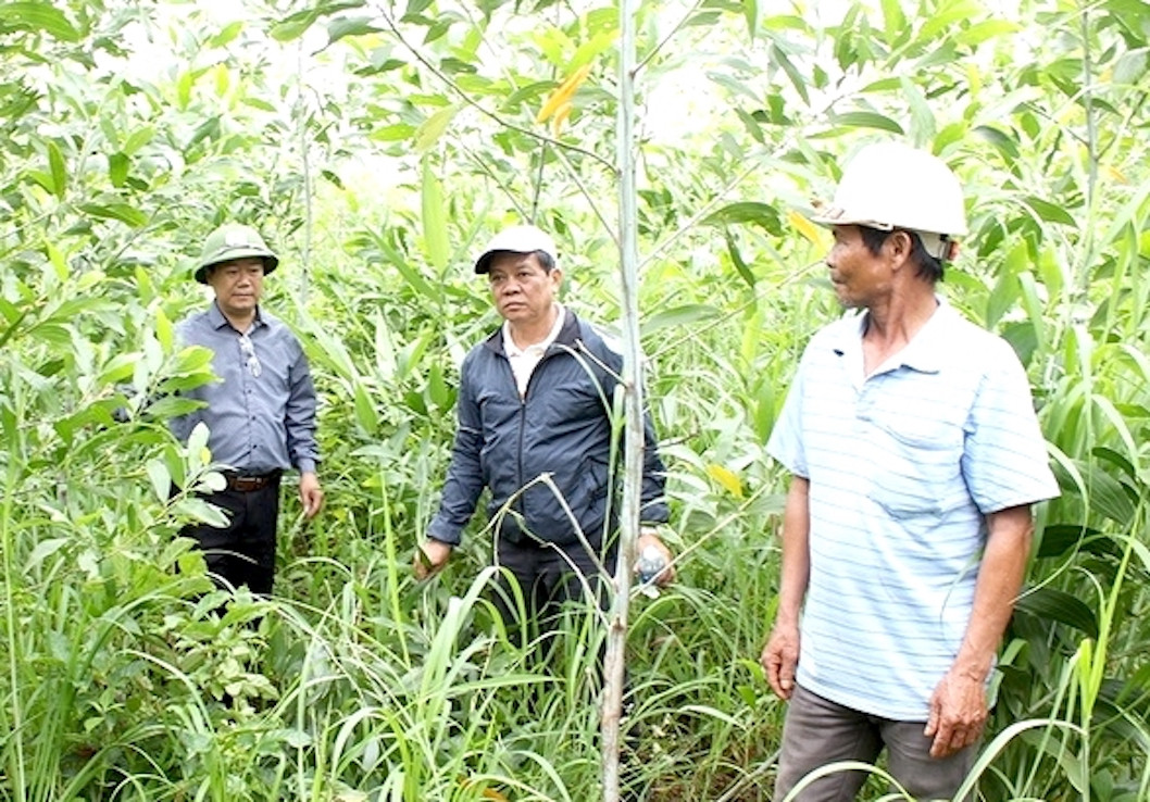 Đoàn kiểm tra của huyện Đức Cơ tại khu vực rừng keo bị chết