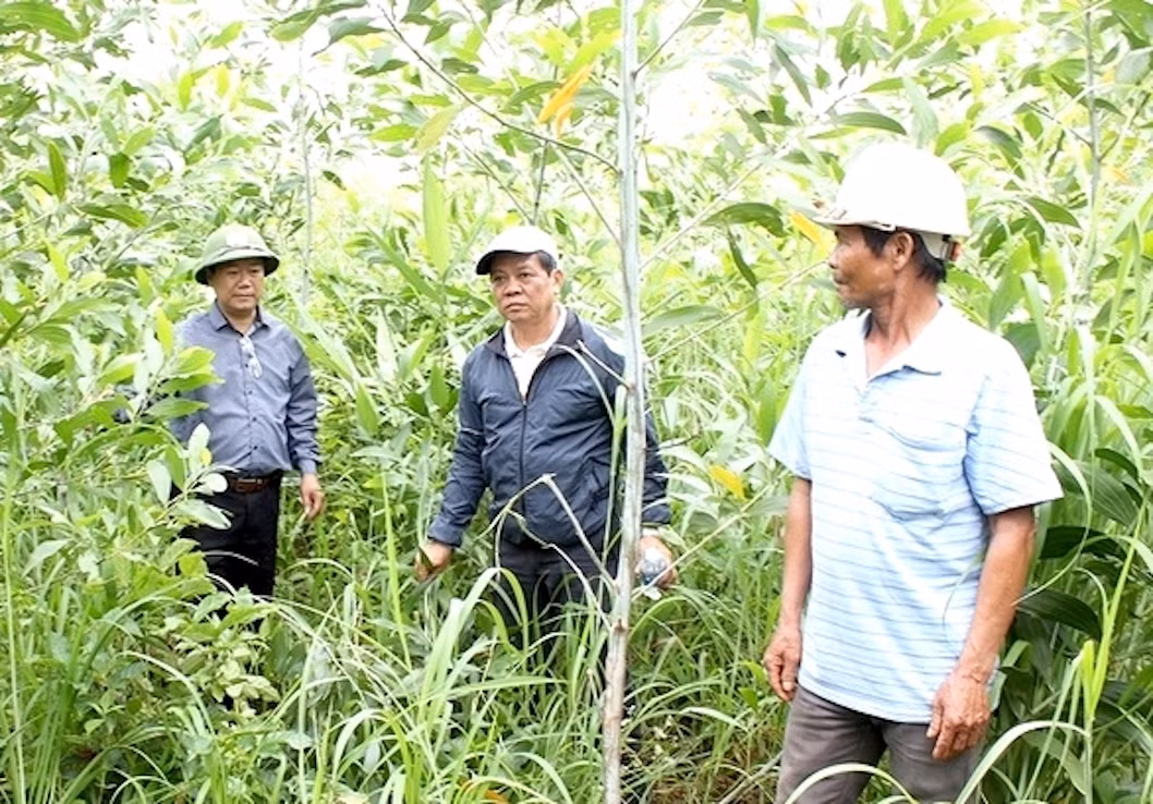 Đoàn kiểm tra của huyện Đức Cơ tại khu vực rừng keo bị chết