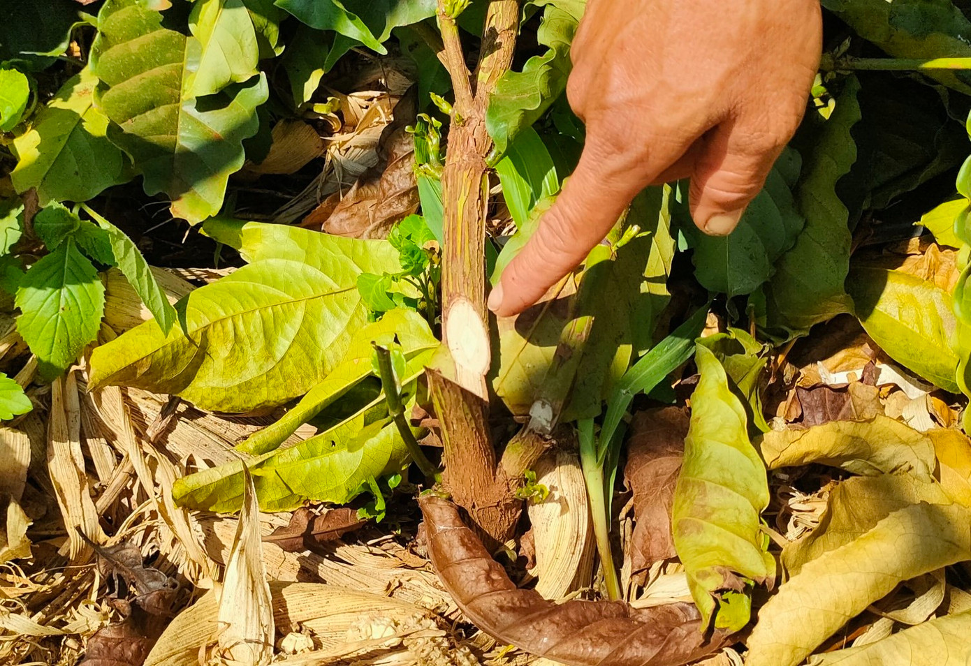 Vườn chanh dây trĩu quả bị kẻ gian chặt ngang gốc