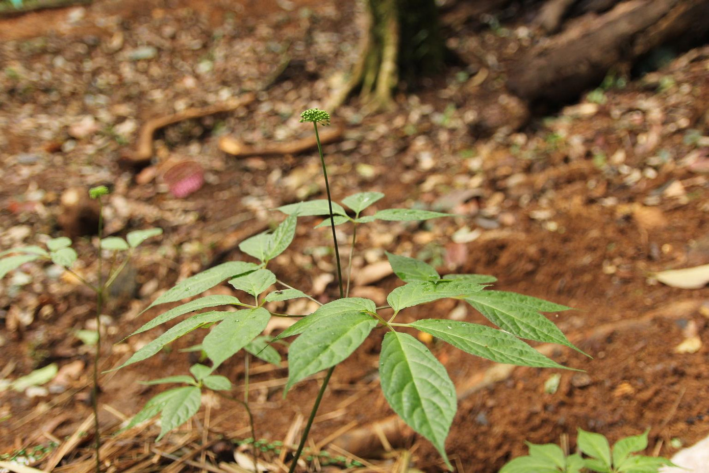 Thời điểm này sâm Ngọc Linh bắt đầu ra hoa, kết quả, cũng là thời điểm công nhân phải chuẩn bị bẫy chuột ăn hạt Ngọc Linh.