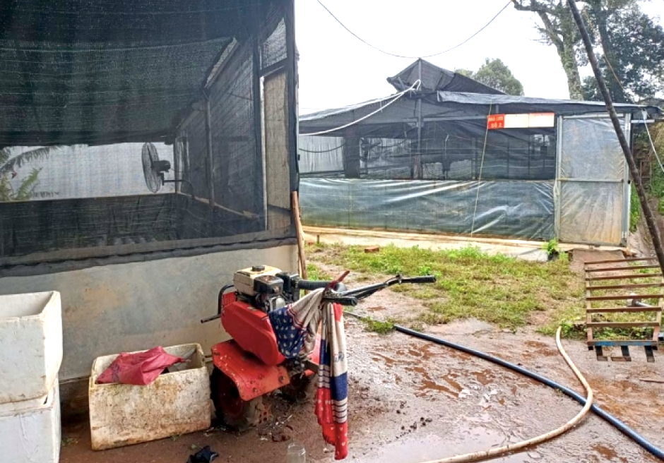 Khu vườn ươm sâm nuôi cấy mô của Cty rượu Ngọc Linh Kon Tum