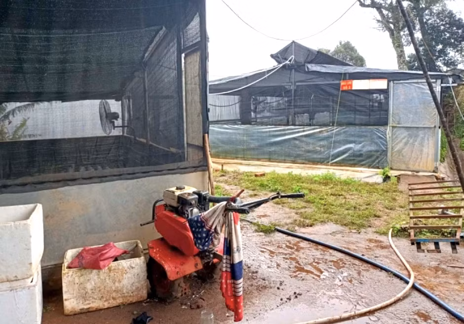 Khu vườn ươm sâm nuôi cấy mô của Cty rượu Ngọc Linh Kon Tum