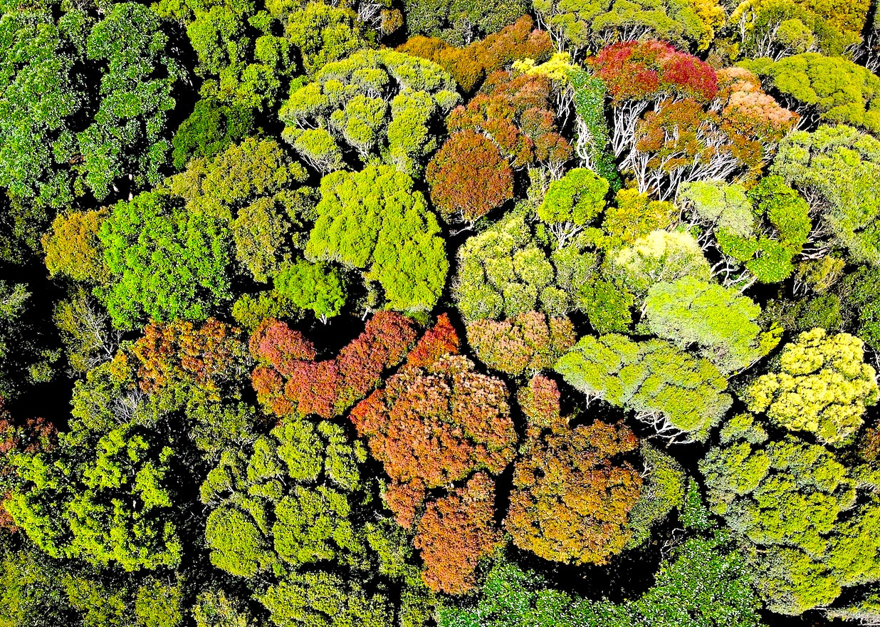 Mỗi cây rừng là một mảng màu riêng biệt, như những bắp súp lơ khổng lồ khi được nhìn từ trên cao.