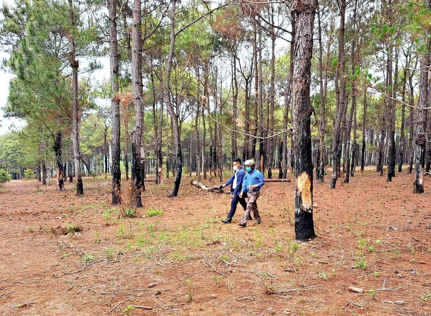 Rừng thông bị hạ sát vô tội vạ, các thân cây bị gãy nằm la liệt Rừng thông bị hạ sát vô tội vạ, các thân cây bị gãy nằm la liệt