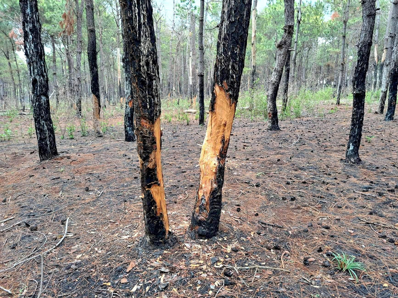 Những cây thông vừa bị các đối tượng cạo vỏ Những cây thông vừa bị các đối tượng cạo vỏ