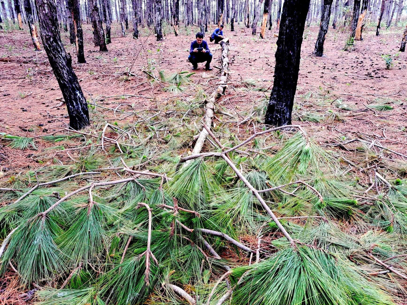 Những cây thông vừa bị các đối tượng cạo vỏ Những cây thông vừa bị các đối tượng cạo vỏ
