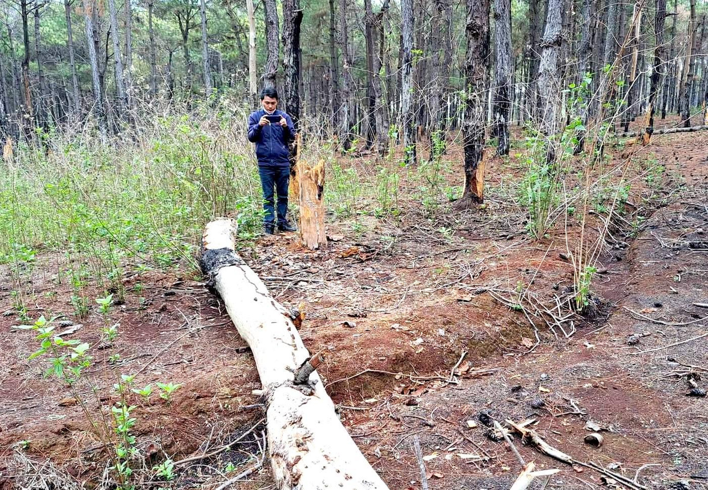 Rừng thông bị hạ sát vô tội vạ, các thân cây bị gãy nằm la liệt Rừng thông bị hạ sát vô tội vạ, các thân cây bị gãy nằm la liệt