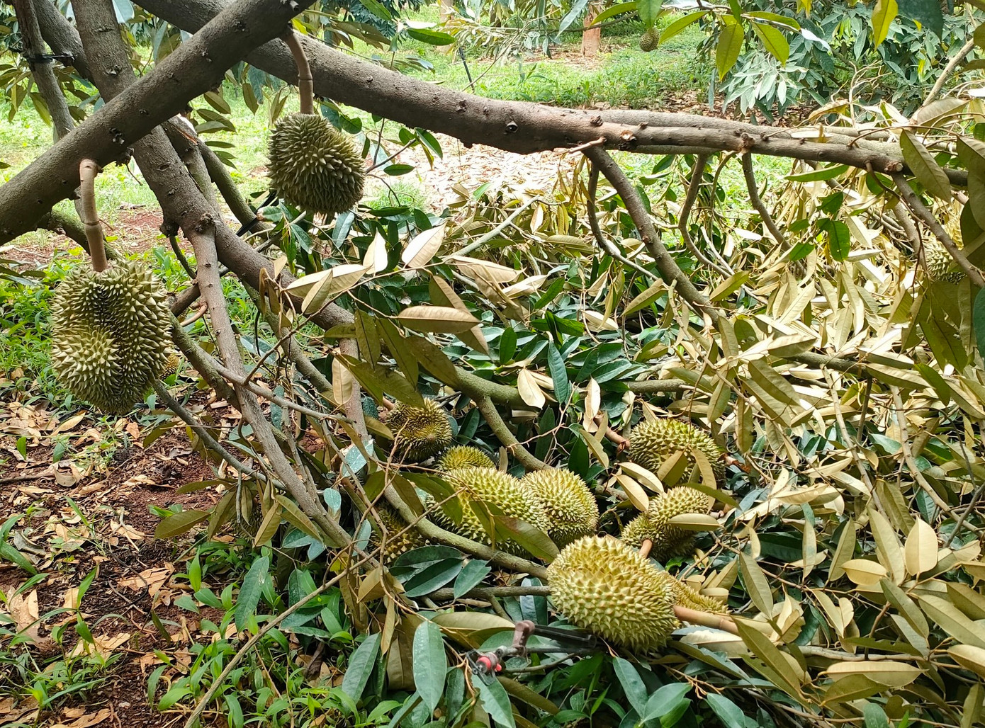 Sầu riêng đến thời điểm thu hoạch bị mưa lớn và gió gây thiệt hại