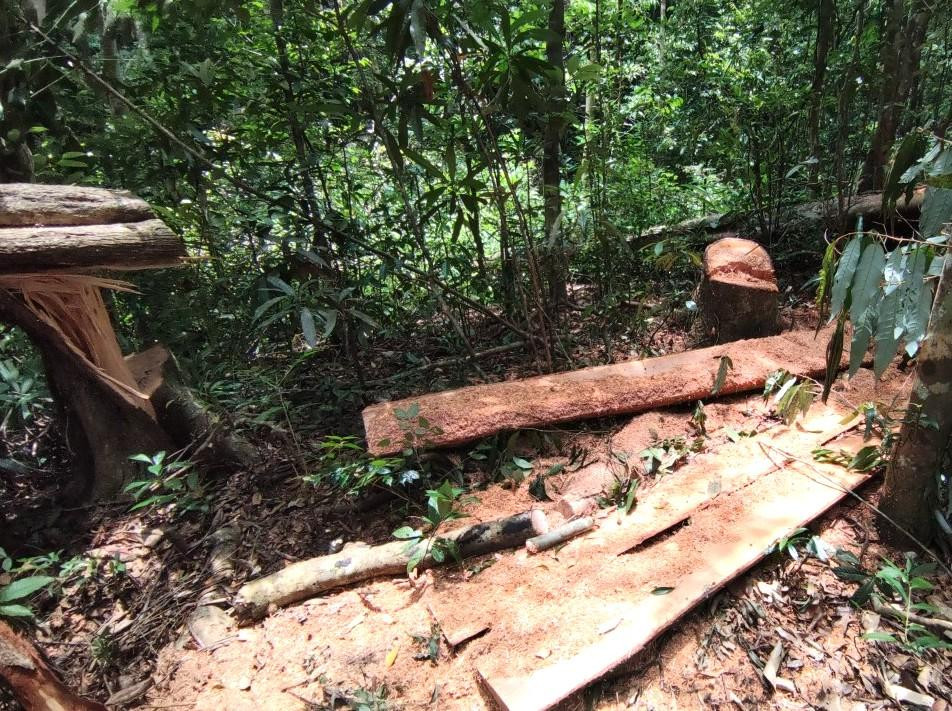 Cây gỗ nào có giá trị ở cánh rừng đều bị đốn hạ
