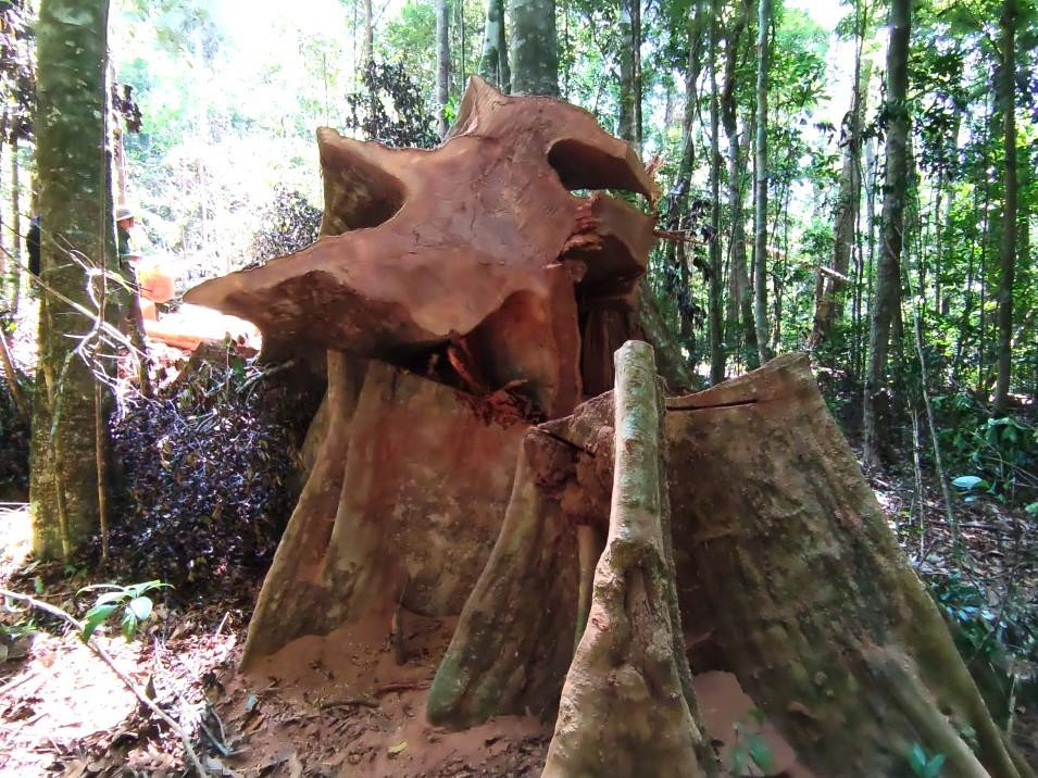 Cây gỗ nào có giá trị ở cánh rừng đều bị đốn hạ