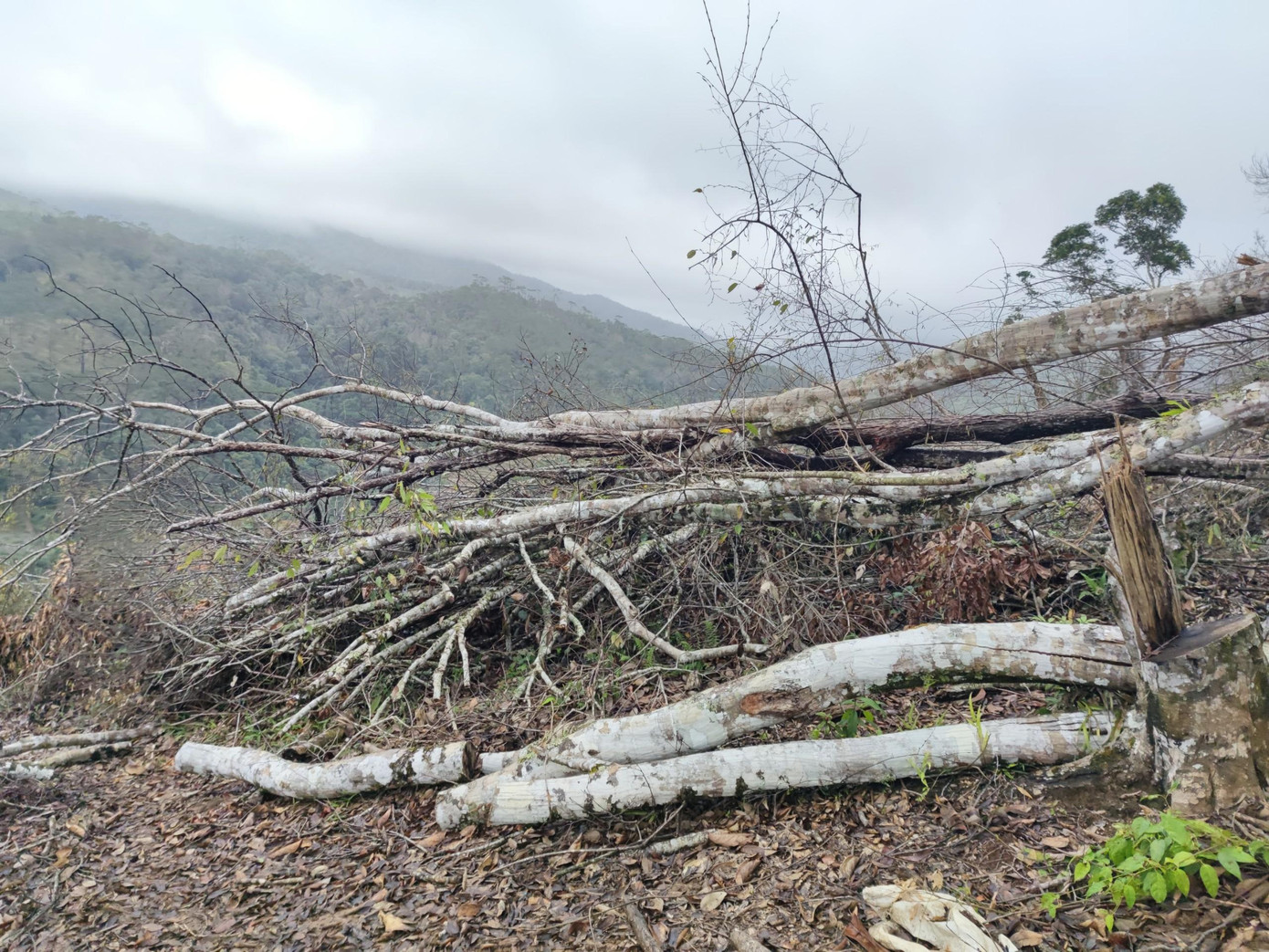 Những khoảnh rừng bị cắt hạ với diện tích rất lớn. Có 3 khu vực rừng bị lâm tặc chặt phá, ước tính hơn 1ha.