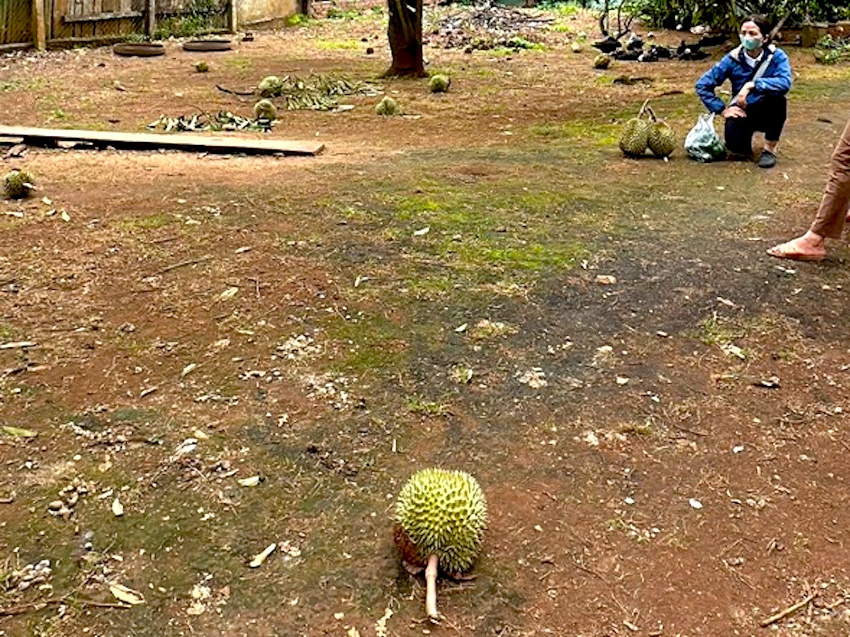 Gió lớn khiến vườn sầu riêng của ông Chiến bị rụng rất nhiều quả non.