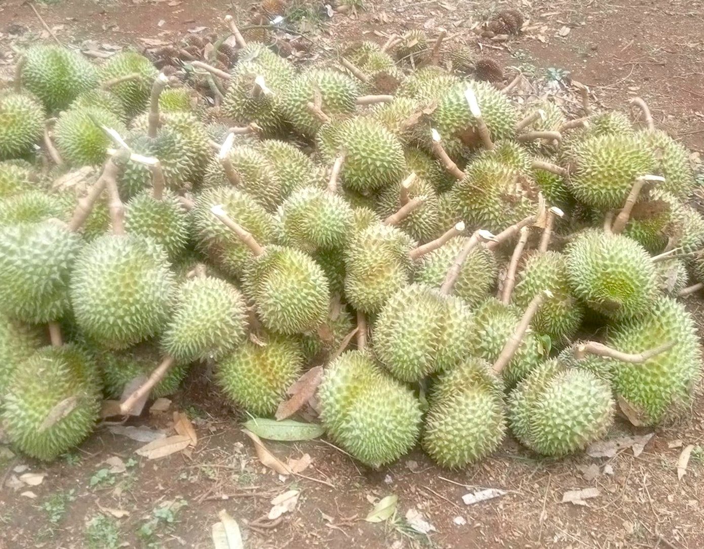 Gió lớn khiến vườn sầu riêng của ông Chiến bị rụng rất nhiều quả non.