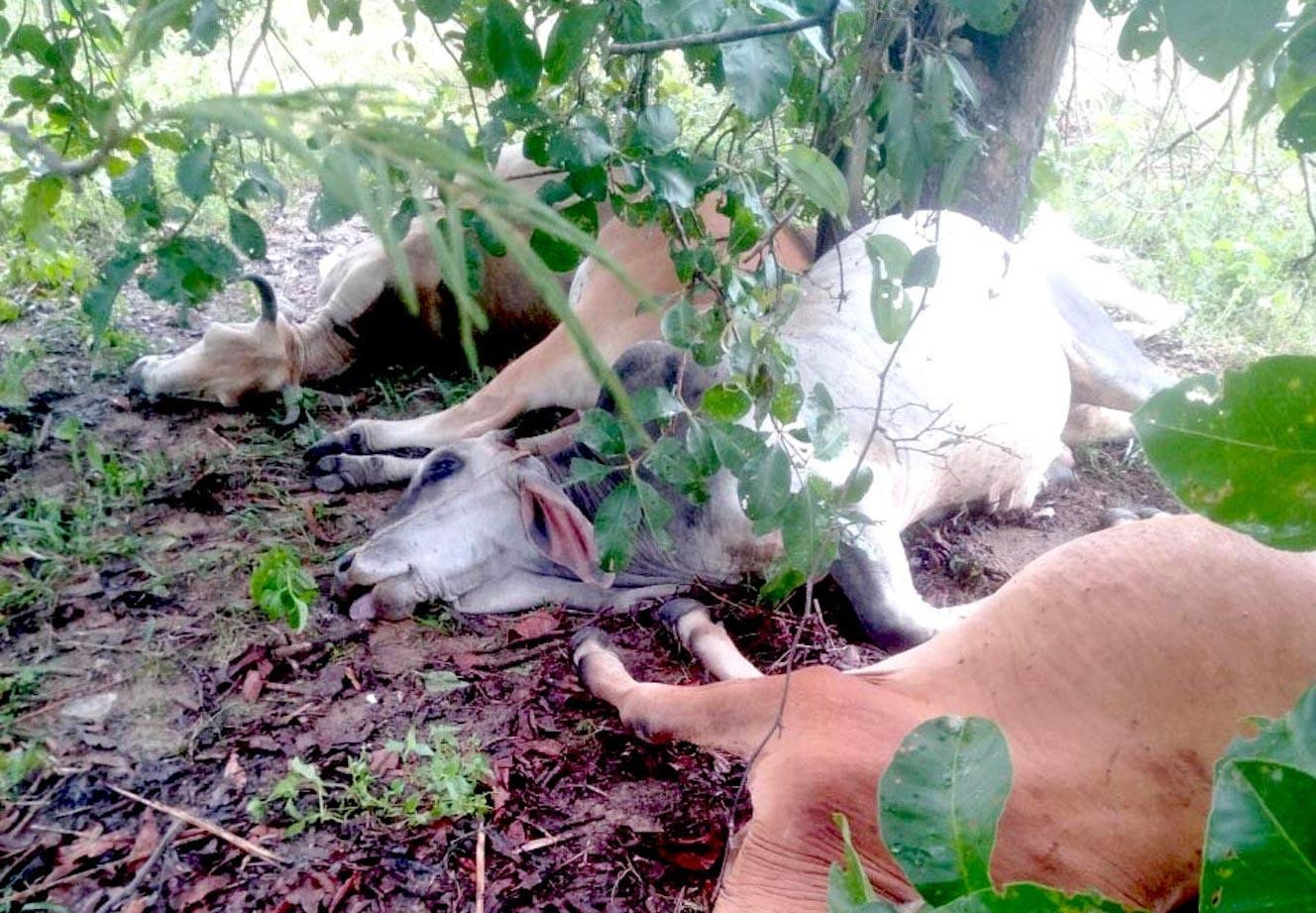 Một số con bò bị sét đánh trong vụ việc. Ảnh: Hữu Nở Một số con bò bị sét đánh trong vụ việc. Ảnh: Hữu Nở