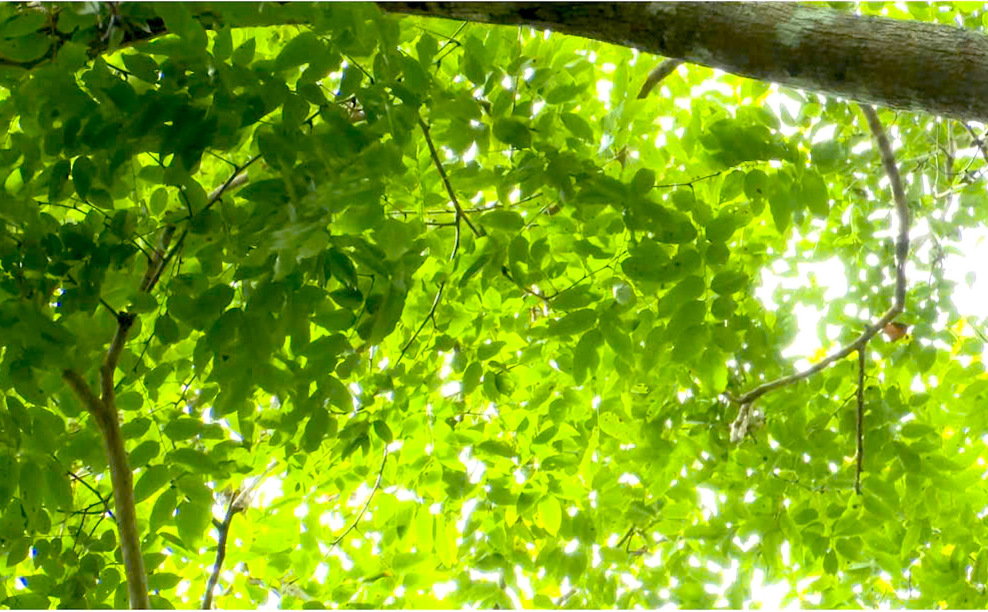 Lá của cây giáng hương.